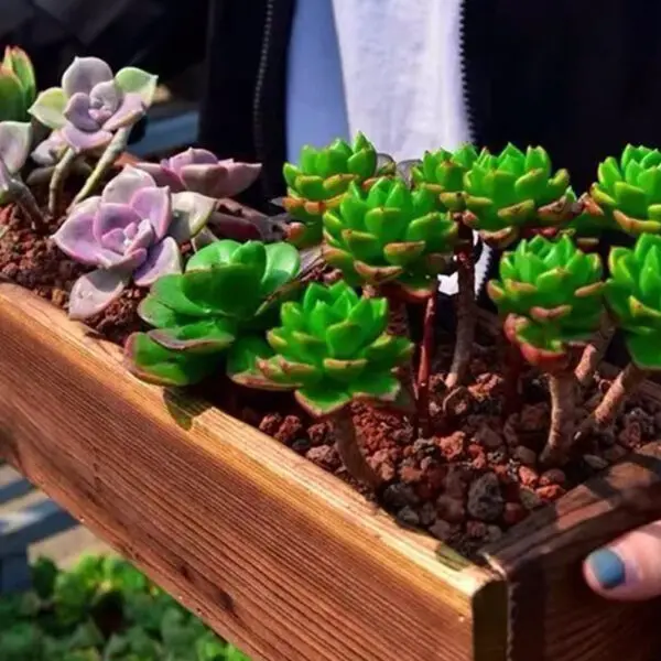 Antiseptic Wood Flower Box Wooden Planter Boxes Retro Window Outdoor Pot Cedar Succulent Decorative Pots - Image 3